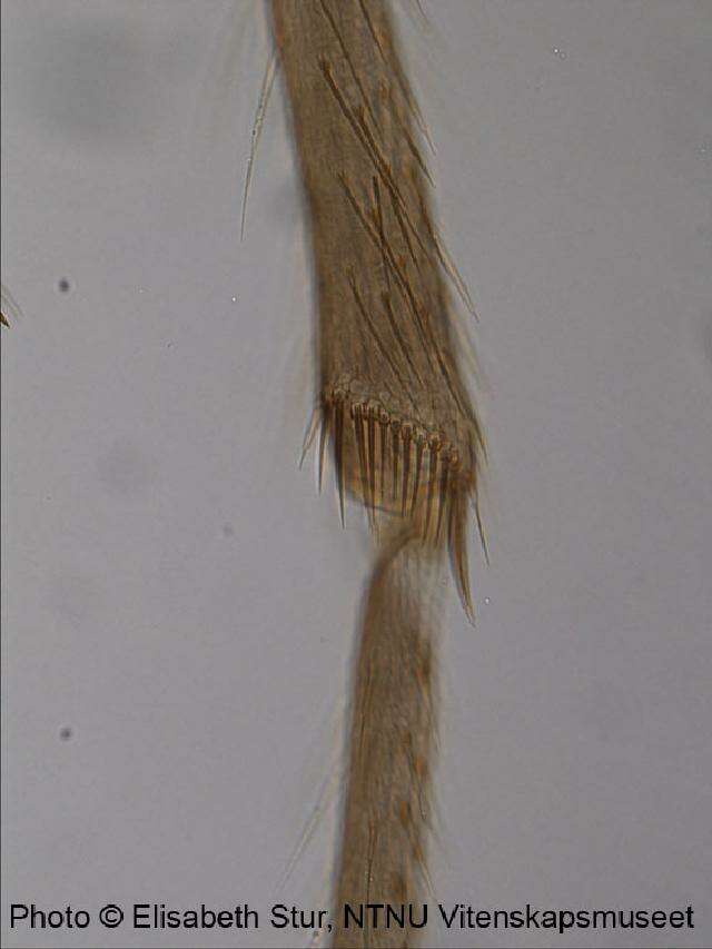 Image of Heleniella ornaticollis (Edwards 1929)