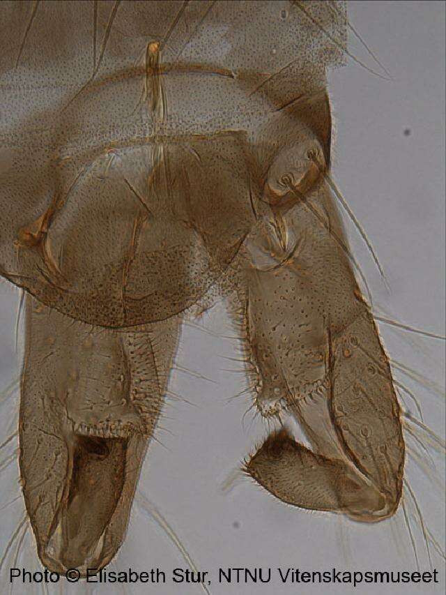 Image of Heleniella ornaticollis (Edwards 1929)