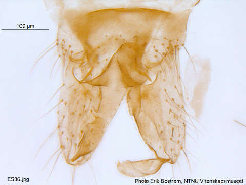Image of <i>Cricotopus nivalis</i>
