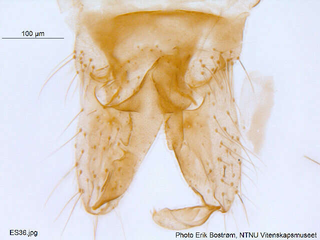 Imagem de <i>Cricotopus nivalis</i>