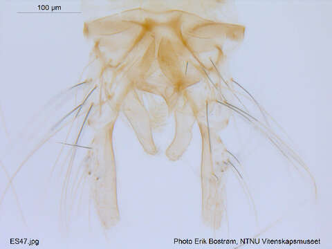 Image of Micropsectra pharetrophora Fittkau & Reiss 1999