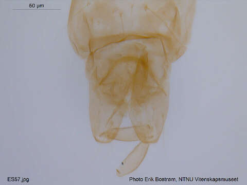 Image of Eukiefferiella coerulescens (Kieffer 1926)