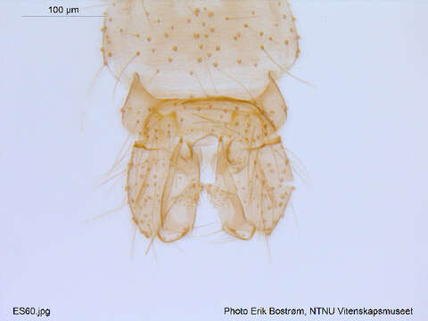 Image of Paraboreochlus minutissimus (Strobl 1894)