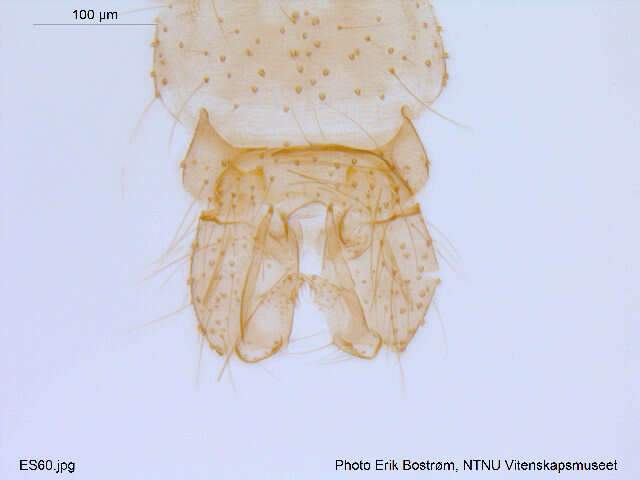 Image of Paraboreochlus minutissimus (Strobl 1894)