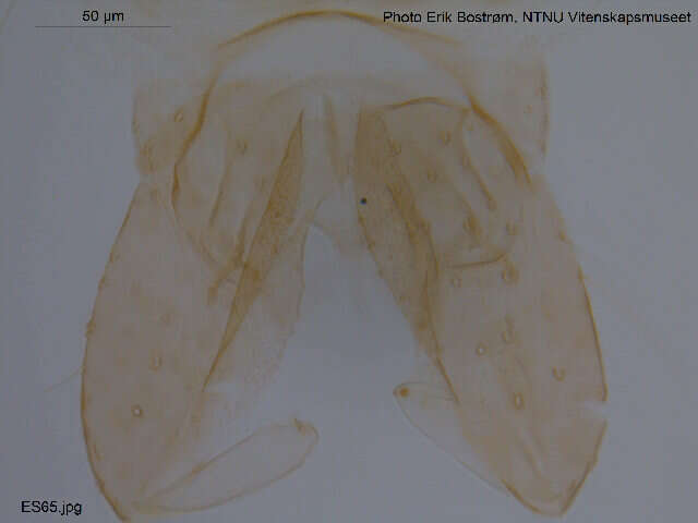 Imagem de Thienemannia fulvofasciata (Kieffer 1921)