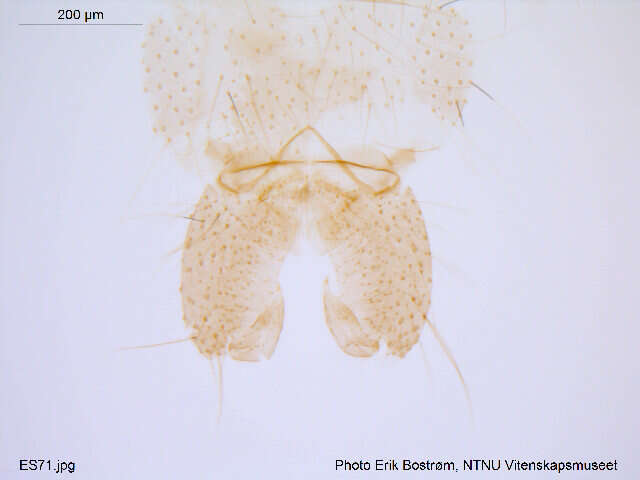 <i>Macropelopia fittkau</i> resmi