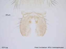 Macropelopia notata (Meigen 1818) resmi