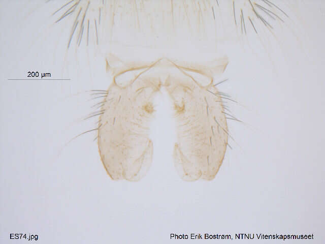 Macropelopia notata (Meigen 1818) resmi