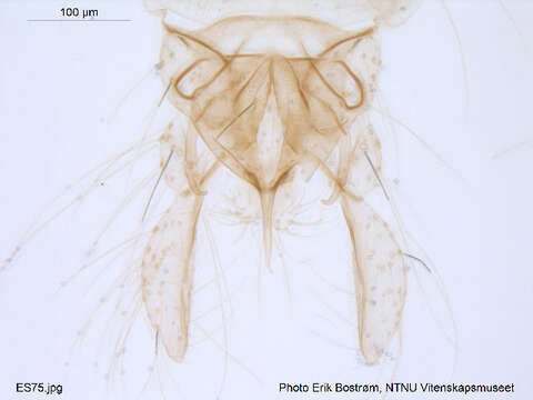 Polypedilum albicorne (Meigen 1838) resmi