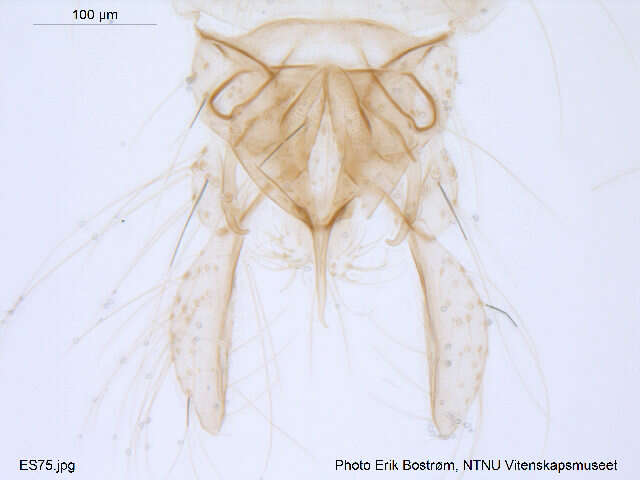 Polypedilum albicorne (Meigen 1838) resmi