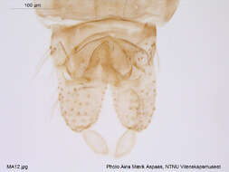 Imagem de Cricotopus beckeri Hirvenoja 1973