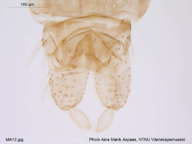 Image of Cricotopus beckeri Hirvenoja 1973