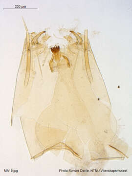 Image of Zavrelimyia barbatipes (Kieffer 1911)