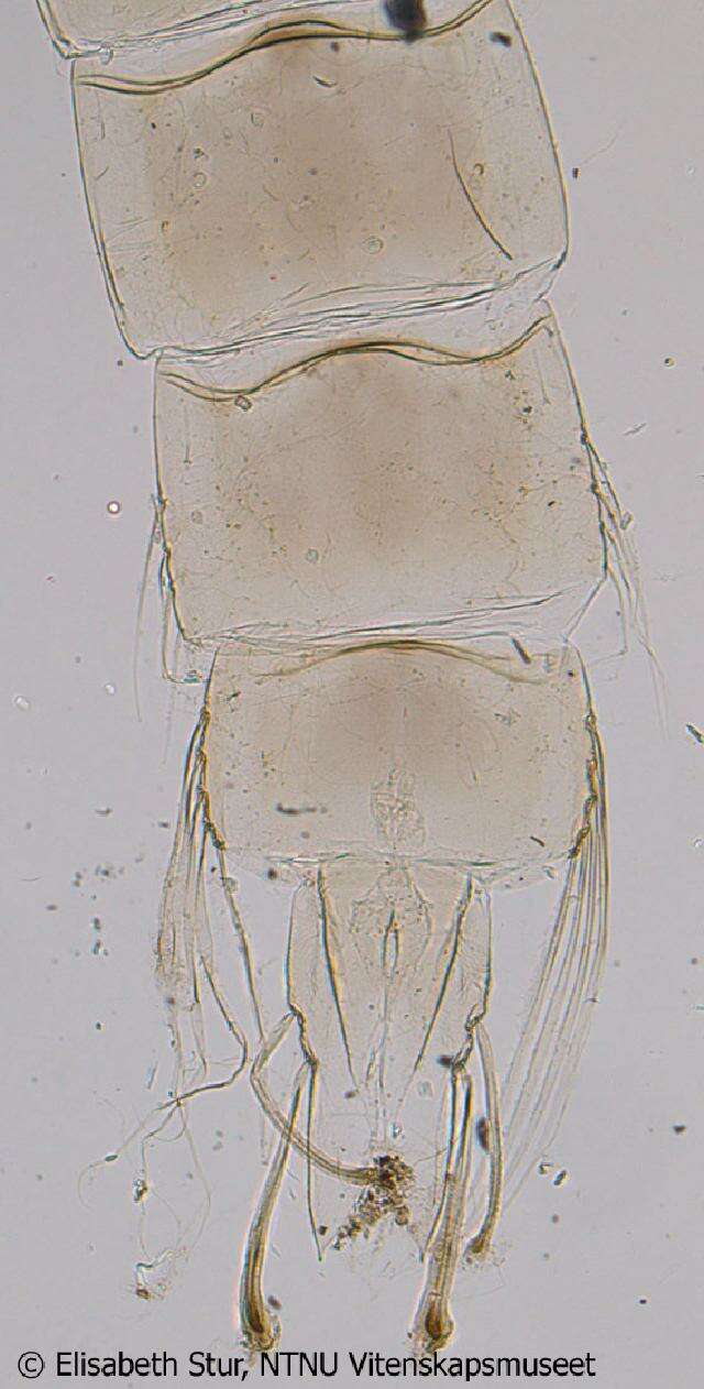 Image de Zavrelimyia barbatipes (Kieffer 1911)