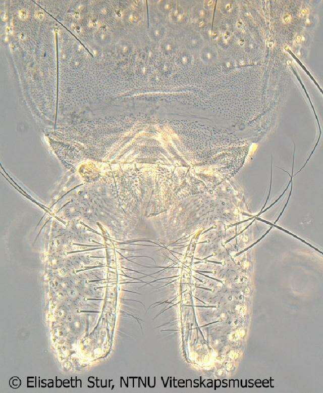 Image de Zavrelimyia barbatipes (Kieffer 1911)