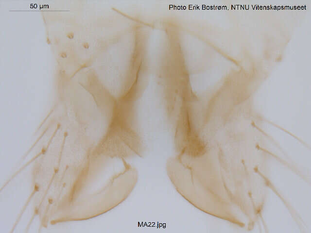 Plancia ëd Rheocricotopus atripes (Kieffer 1913)