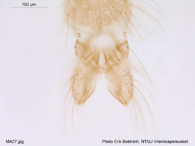 Imagem de Paraphaenocladius exagitans (Johannsen 1905)