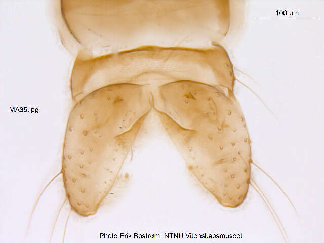 Image of Cricotopus beckeri Hirvenoja 1973