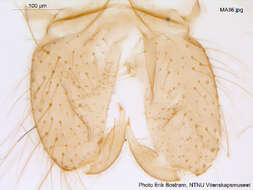 Macropelopia nebulosa (Meigen 1804) resmi