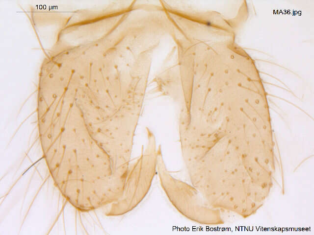 Macropelopia nebulosa (Meigen 1804) resmi