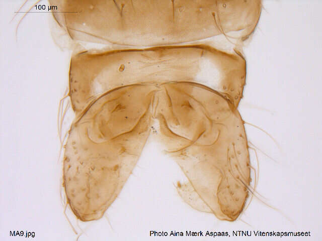 Image of Cricotopus beckeri Hirvenoja 1973