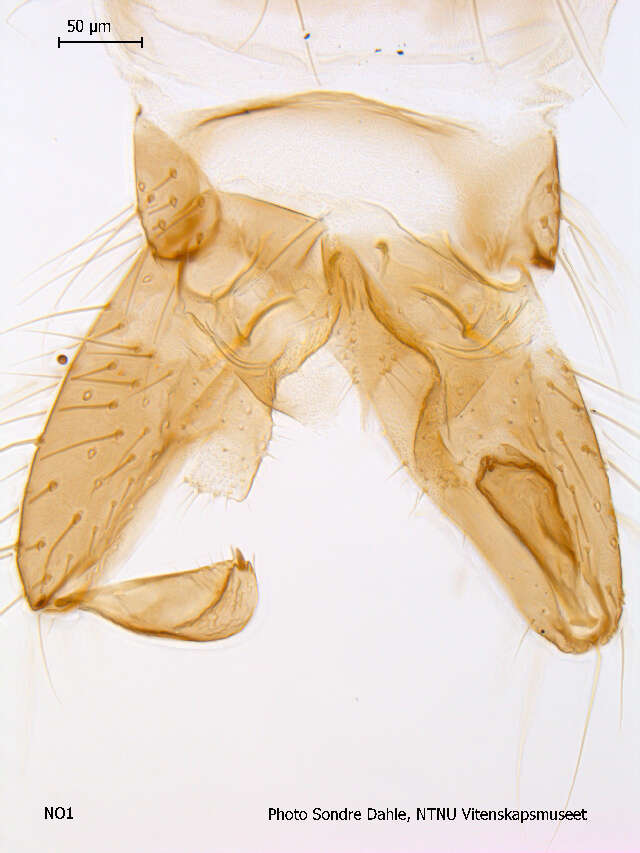 Image of Psectrocladius oligosetus Wulker 1956