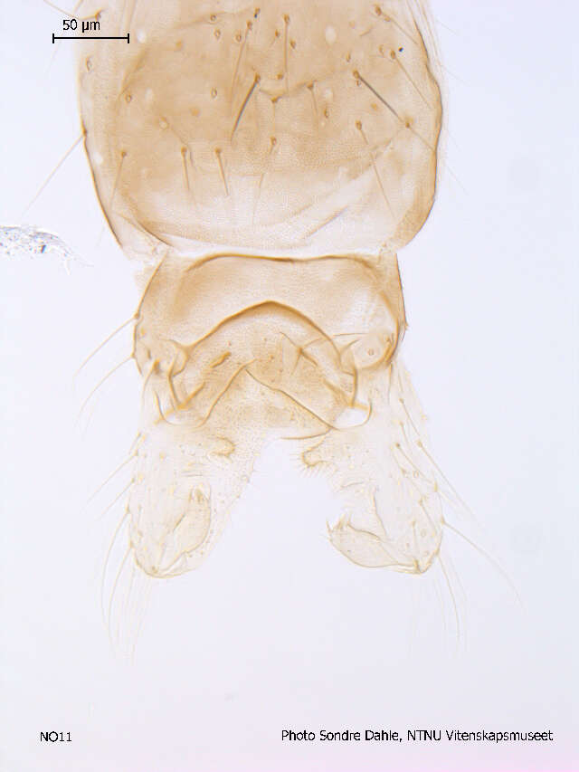 Image of Cricotopus annulator Goetghebuer 1927