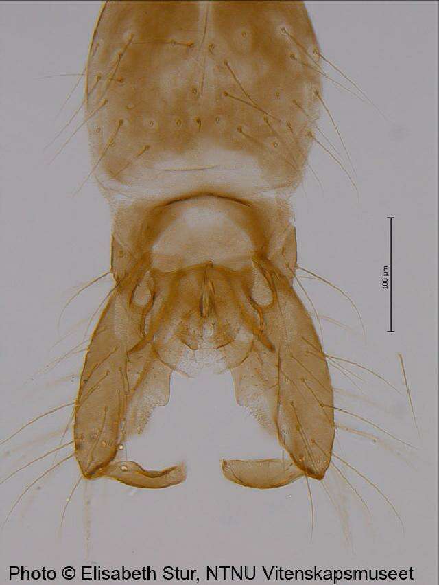 Sivun <i>Hydrosmittia ruttneri</i> kuva
