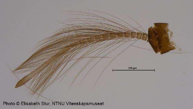 Imagem de <i>Hydrosmittia oxoniana</i>