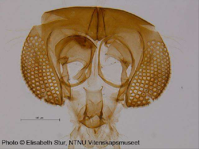 Imagem de <i>Hydrosmittia oxoniana</i>