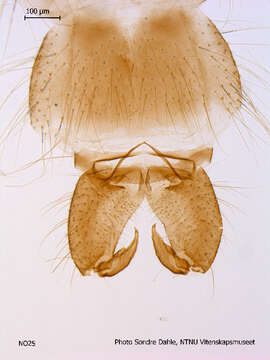 Macropelopia nebulosa (Meigen 1804) resmi