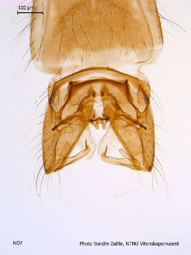 Image of Prodiamesa