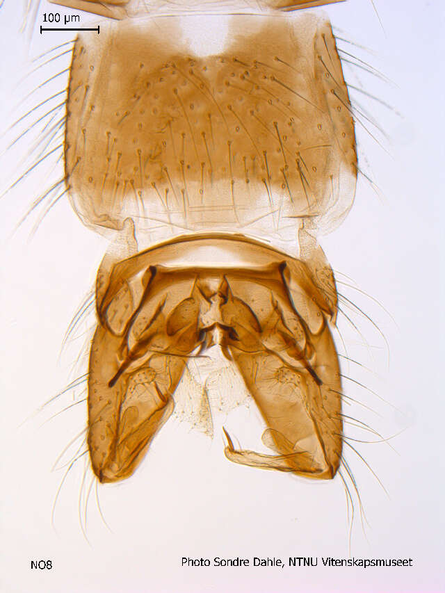 Image of Prodiamesa