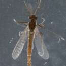 Imagem de Bryophaenocladius subvernalis (Edwards 1929)