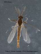 Imagem de Bryophaenocladius subvernalis (Edwards 1929)