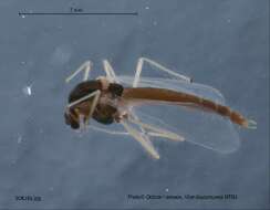 Polypedilum pullum (Zetterstedt 1838) resmi