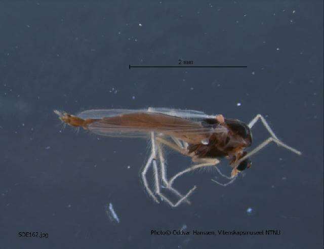 Polypedilum pullum (Zetterstedt 1838) resmi