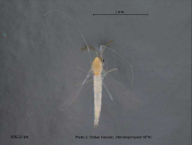 Image of Micropsectra attenuata Reiss 1969