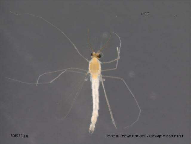 Image of Micropsectra attenuata Reiss 1969