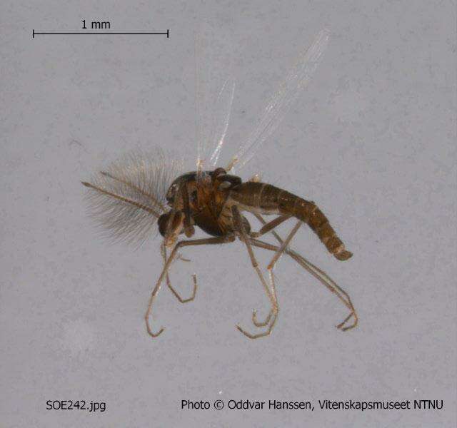 Image of Pseudorthocladius filiformis (Kieffer & Thienemann 1908)