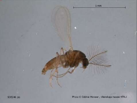 Image of Corynoneura fittkaui Schlee 1968