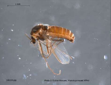 Plancia ëd Metriocnemus acutus Saether 1995