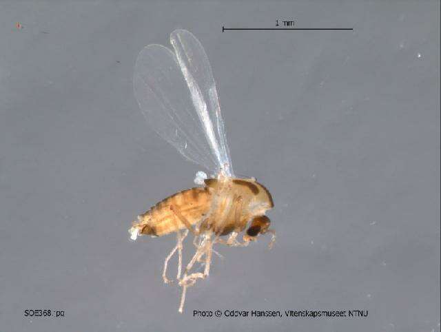 Image of Thienemanniella vittata (Edwards 1924)