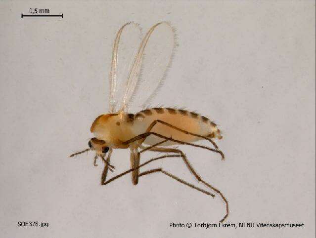 Image of Pseudorthocladius filiformis (Kieffer & Thienemann 1908)