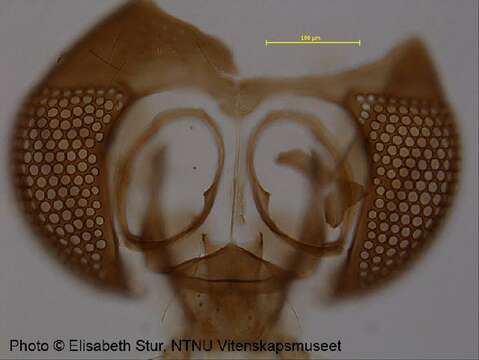 صورة <i>Metriocnemus beringensis</i>