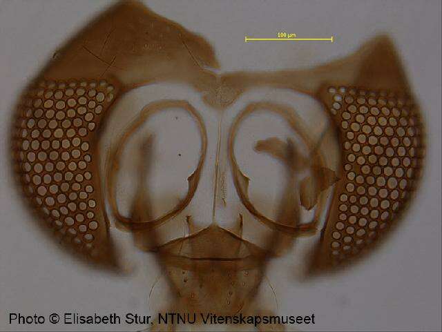 Image of <i>Metriocnemus beringensis</i>