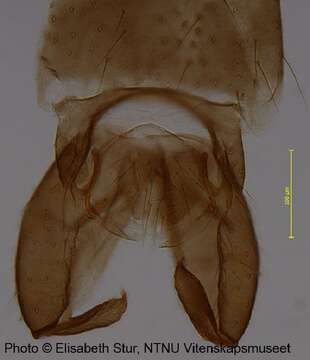 Imagem de <i>Metriocnemus beringensis</i>