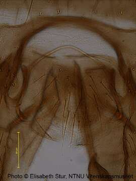 صورة <i>Metriocnemus beringensis</i>