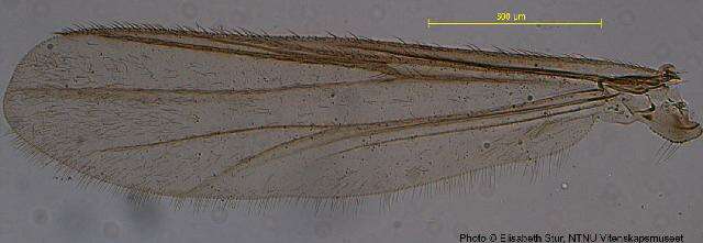 Image of <i>Metriocnemus beringensis</i>
