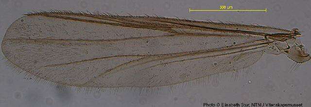 Plancia ëd <i>Metriocnemus beringensis</i>